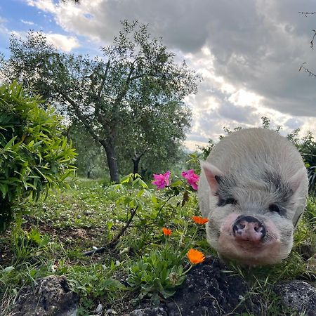 Agriturismo Pieve Sprenna Buonconvento Εξωτερικό φωτογραφία